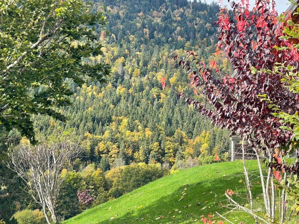 Nature et forêt