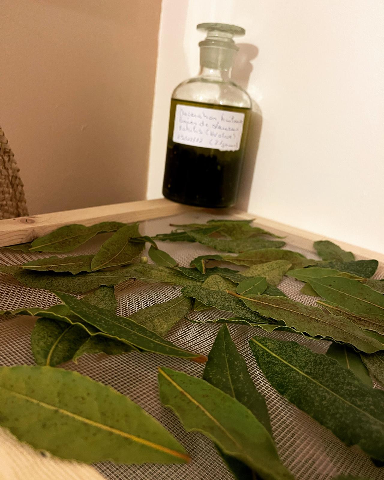 Extraction d'huiles essentielles et botanique