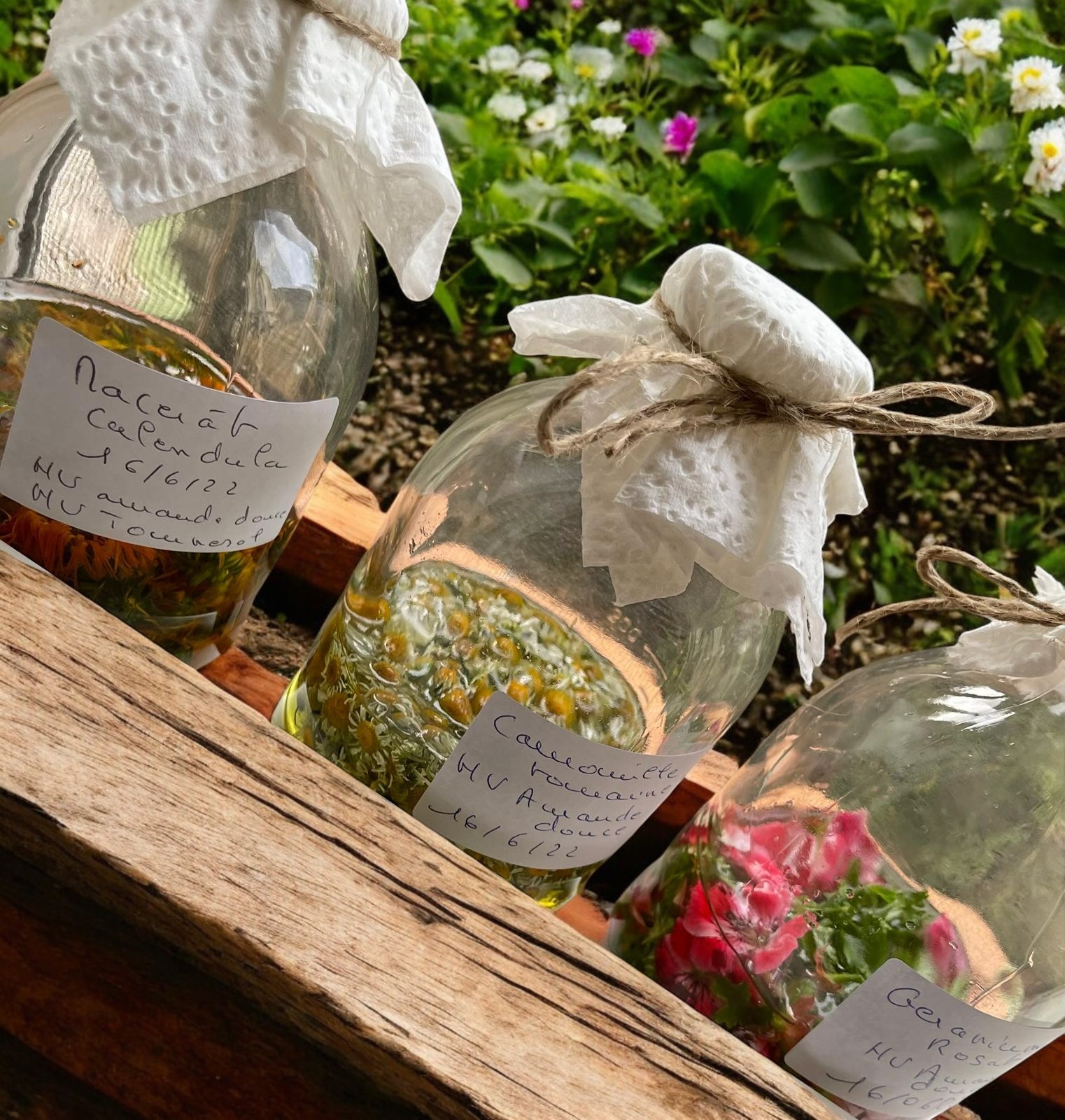 Préparation de plantes médicinales