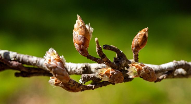Bourgeons de printemps sur une branche, photographiés en gros plan