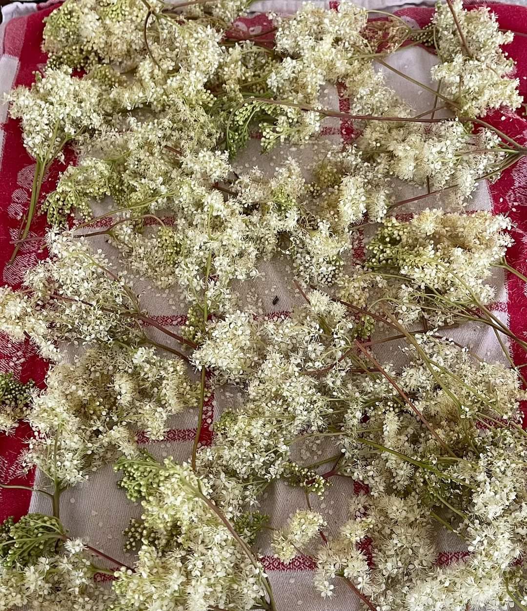 Fleurs de sureau séchées