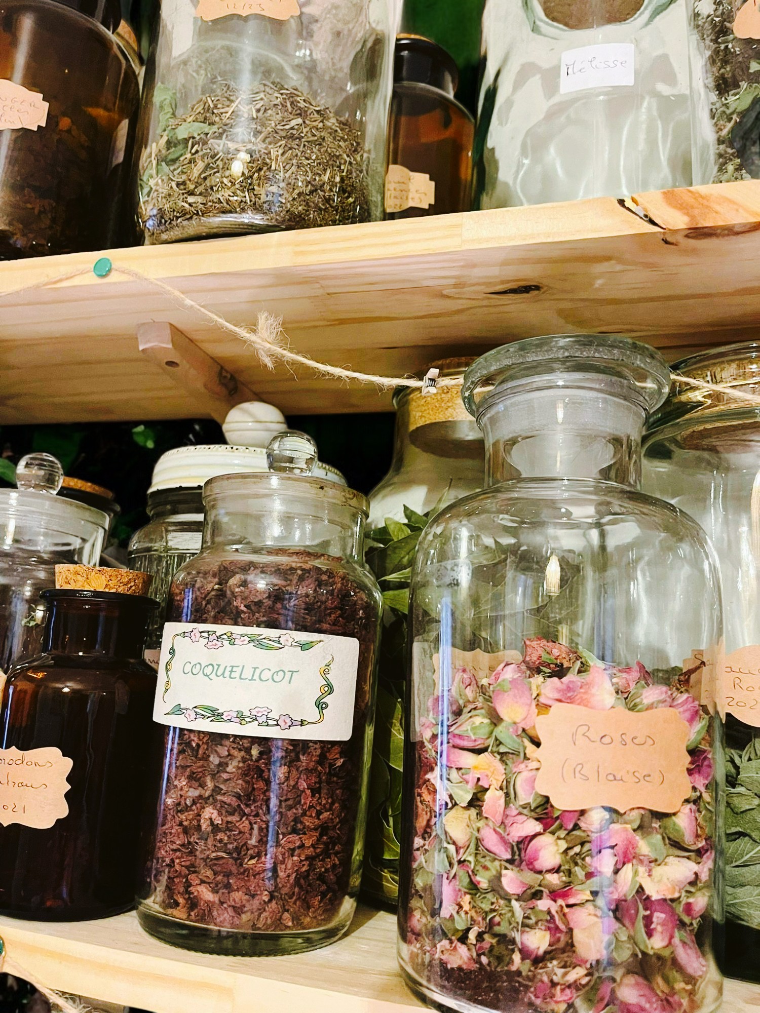 Plantes médicinales cultivées avec soin