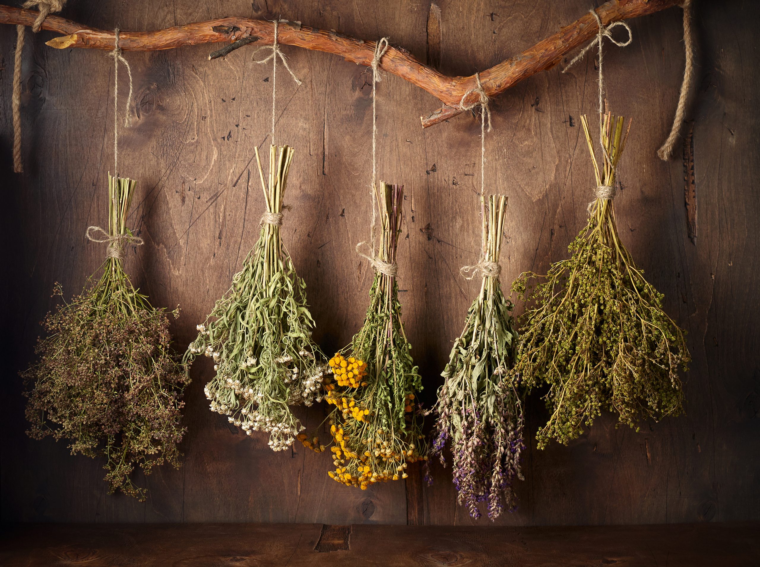 Bouquets de plantes suspendus pour le séchage dans l'atelier